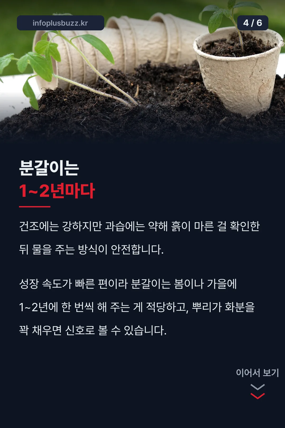 분갈이 주기