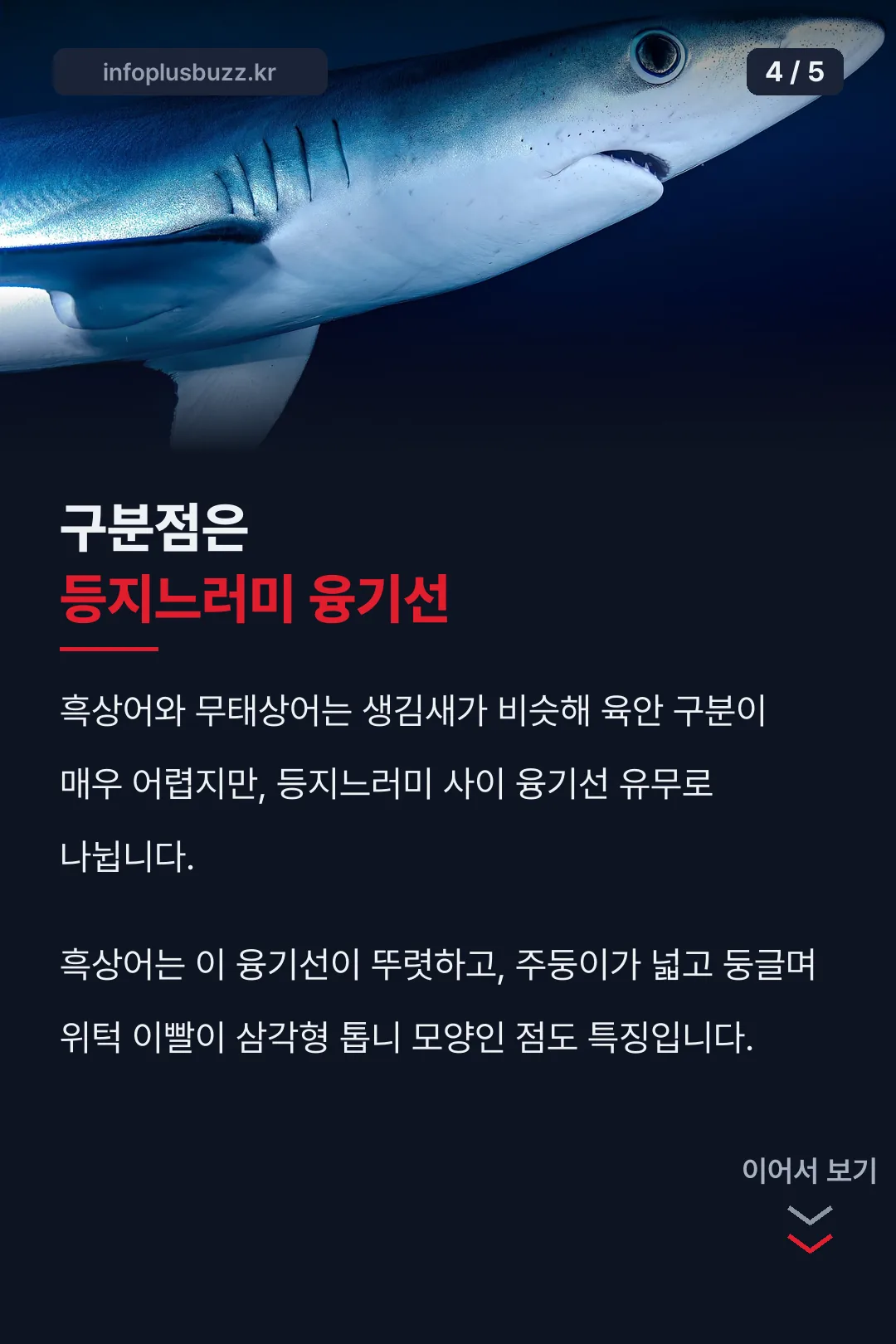 무태상어와 구분점